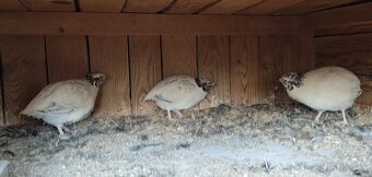 Kohuti prepelica japonska - 4