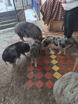 Predám odstavčata - 4