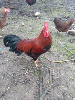 Násadové vajíčka - 4