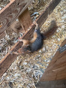 Sciurus anomalus veverička krátkouchá - 4