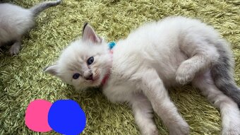 Mačiatka ragdoll - 4