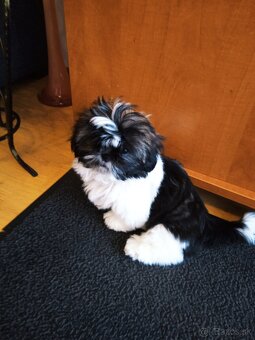 SHIH-TZU - 4