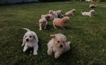 Predám šteniatka maltipoo - 4