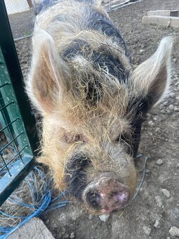 Prasnica Kune Kune - 4