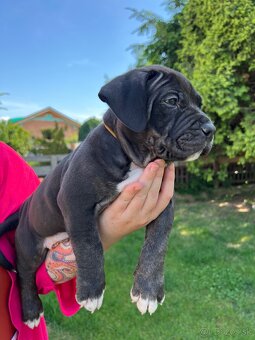 American bully xl s PP - 4