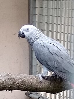 Žako kongo - 4
