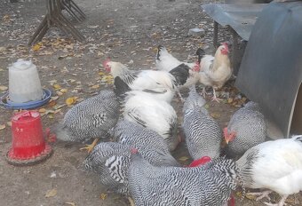 Kohút 🐓 - 4