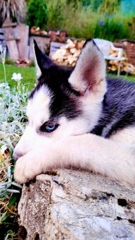 Sibirsky husky hasky - 4