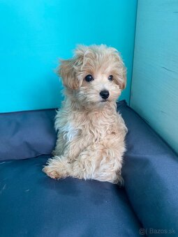 Maltipoo - 4