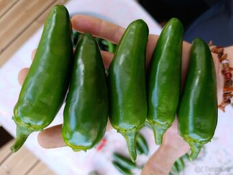 Zavárané jalapeňo chilli v Bio kvalite - 4