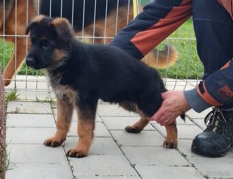 Nemecký ovčiak šteniatka s PP na predaj - 4