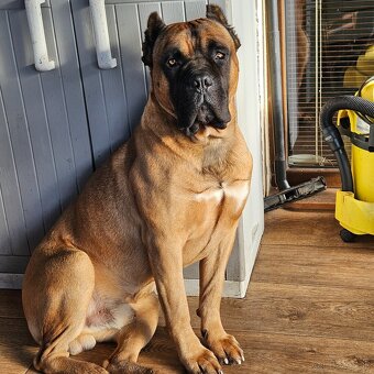 Cane Corso krytie - 4