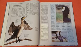 Morský breh-prírodovedná publikácia,Larousse,100% stav% - 4