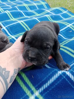 Cane Corso - 4