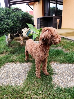 Trpasličí,trpazličí pudlík,pudel- DARUJEM - 4