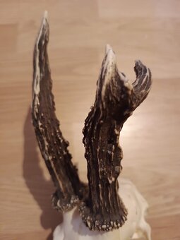 Trofej trofeje parohy parožie zhody,,,, - 4