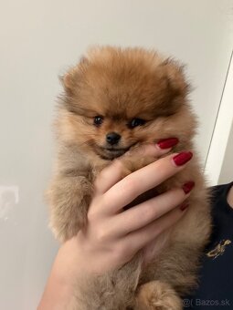 Pomeranian s PP - 4