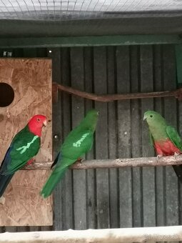 Papagáj kráľovský - 4