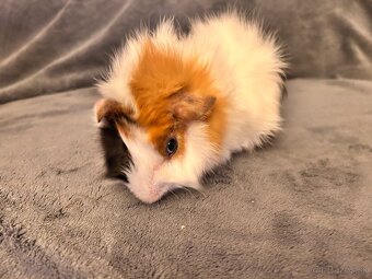 Morča-rozetové samček - 4