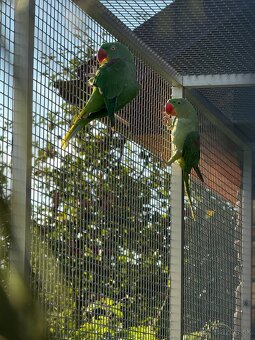Alexander čínsky, Alexander veľký, Alexander červenohlavý - 4