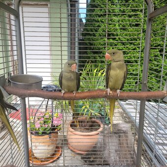 Predám Alexander Veľký - 4