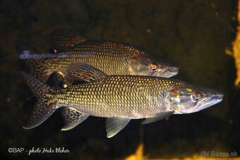 Hepsetus odoe , stuka africka, tetra drava - 4