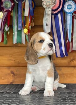 Bigel, bigl, beagle s PP - 4