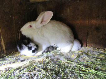 králičia rodinka - 4