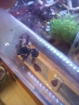Kráľovny Messor Barbarus - 4