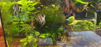 Skalár amazonsky - Pterophyllum scalare - 4