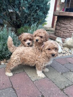 Maltipoo,pudel,maltezak,pudlik - 4