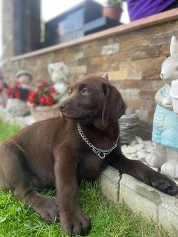 Šteniatka labradora – pripravené na odber - 4