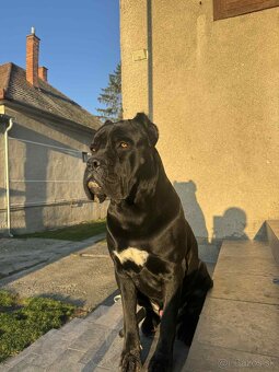 Cane Corso pes na krytie - 4