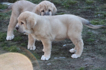 Španielský mastin - pejsci s PP - 4