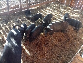 Vietnamské prasiatka - 4