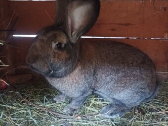 Šarišské obrovite - 4