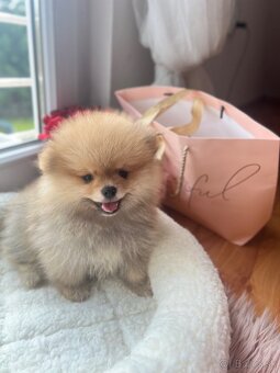 Pomeranian mini - 4