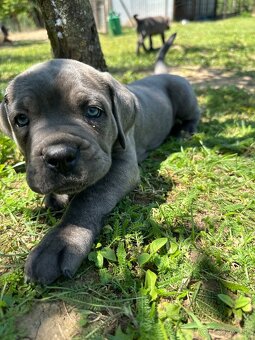 Cane corso - 4