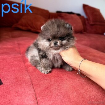Pomeranian mini Boo - 4