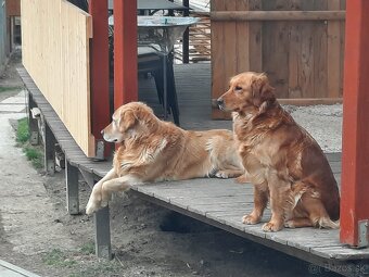 Predám šteniatka zlatý retriever - 4