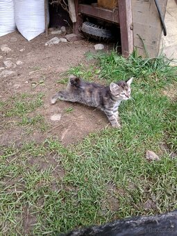 Darujeme maciatko - 4