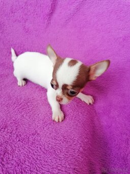 Čivava krátkosrstá - 4