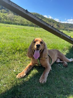 Krytie anglický kokerspaniel - 4