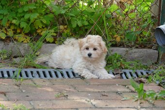 Maltipoo s doručením - 4