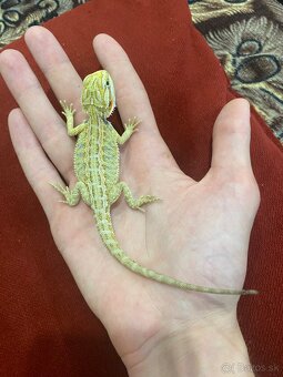 Agama Bradatá Mláďatá hypo + terárium na mieru - 4