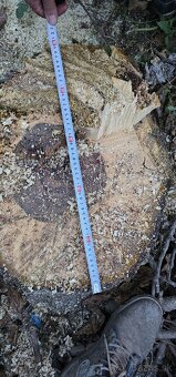 Predam orechove drevo - 4