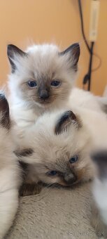 Ragdoll mačiatka, mačka - 4