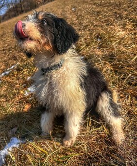 Pulrocni pejsek bordoodle s PP - 4
