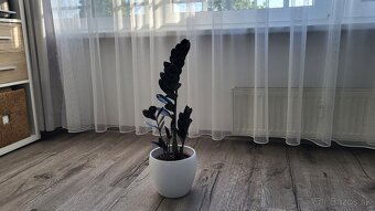 Zamioculcas Raven (čierny) - 4