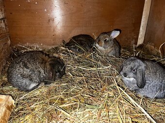 Francúzsky baran - 4